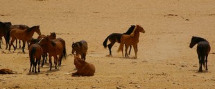 234 Namibia Okt 2006 .JPG